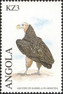 Lappet-faced Vulture (Torgos tracheliotus)