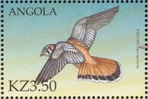 American Kestrel (Falco sparverius)