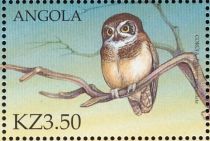 Spectacled Owl (Pulsatrix perspicillata)