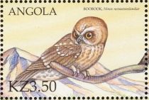 Boobook (Ninox novaeseelandiae)