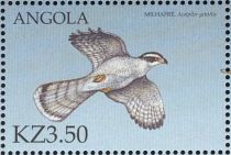 Northern Goshawk (Accipiter gentilis)