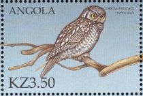 Northern Hawk-Owl (Surnia ulula)