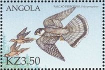 Peregrine Falcon (Falco peregrinus)