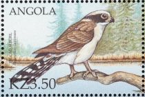 Laughing Falcon (Herpetotheres cachinnans)