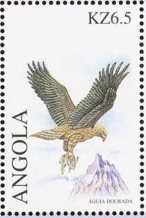 Golden Eagle (Aquila chrysaetos)