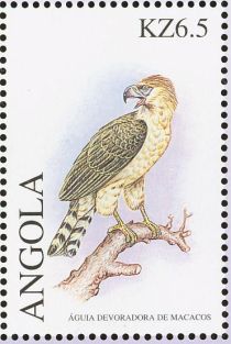 Philippine Eagle (Pithecophaga jefferyi)