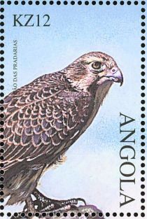 Prairie Falcon (Falco mexicanus)