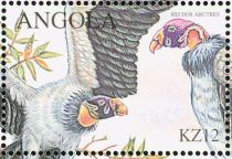 King Vulture (Sarcorhamphus papa)