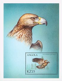 Golden Eagle (Aquila chrysaetos)