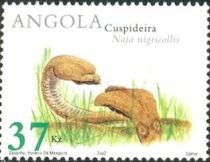 Black-necked Spitting Cobra (Naja nigricollis)