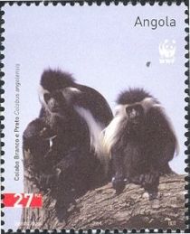 Angola Colobus (Colobus angolensis)