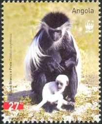 Angola Colobus (Colobus angolensis)