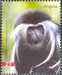 Angola Colobus (Colobus angolensis)