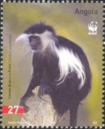 Angola Colobus (Colobus angolensis)