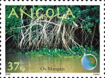 Mangroves at the banks of Rio Chiloango