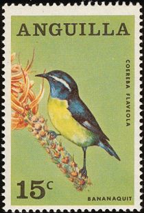 Bananaquit (Coereba flaveola)