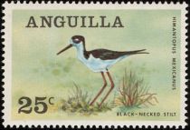 Black-necked Stilt (Himantopus mexicanus)