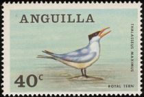 Royal Tern (Thalasseus maximus)