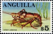 Caribbean Spiny Lobster (Panulirus argus)