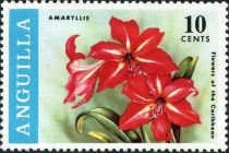 Amaryllis (Hippeastrum puniceum)