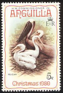 Brown Pelican (Pelecanus occidentalis)