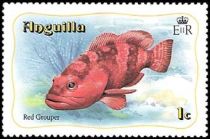 Red Grouper (Epinephelus morio)