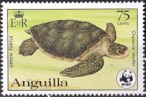 Green Sea Turtle (Chelonia mydas)