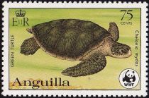 Green Sea Turtle (Chelonia mydas)