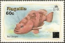 Red Grouper (Epinephelus morio) - Surchrged