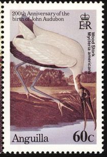 Wood Stork (Mycteria americana)