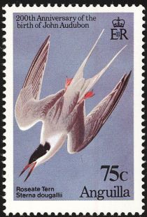 Roseate Tern (Sterna dougallii)