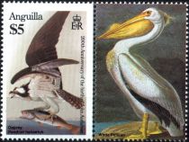 Osprey and White Pelican