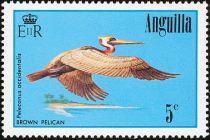 Brown Pelican (Pelecanus occidentalis)