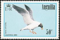 Laughing Bird (Larus atricilla)