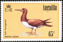 Brown Booby (Sula leucogaster)