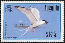 Roseate Tern (Sterna dougallii)