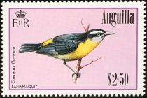 Bananaquit (Coereba flaveola)