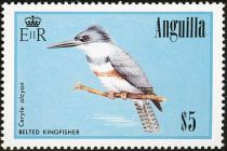 Belted Kingfisher (Ceryle alcyon)