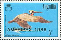 Brown Pelican (Pelecanus occidentalis) - Overprinted