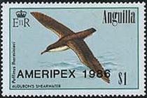 Audubon's Shearwater (Puffinus lherminieri) - Overprinted