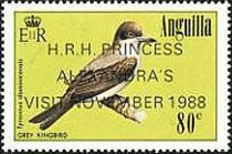 Grey Kingbird (Tyrannus dominicensis) - Overprinted