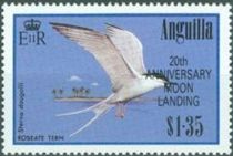 Roseate Tern (Sterna dougallii) - Overprinted