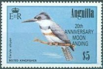 Belted Kingfisher (Ceryle alcyon) - Overprinted