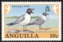 Laughing Gull (Larus atricilla)