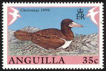 Brown Booby (Sula leucogaster)