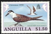 Bridled Tern (Sterna anaethetus)