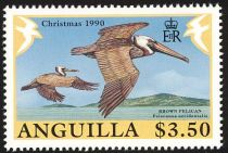 Brown Pelican (Pelecanus occidentalis)