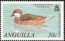 White-cheeked Pintail (Anas bahamensis)