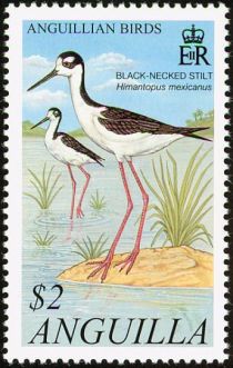 Black-necked Stilt (Himantopus mexicanus)