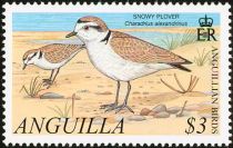 Snowy Plover (Charadrius alexandrinus)